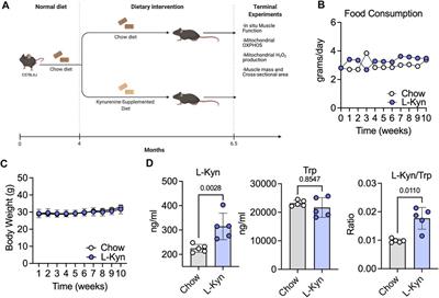 Increasing plasma L-kynurenine impairs mitochondrial oxidative phosphorylation prior to the development of atrophy in murine skeletal muscle: A pilot study